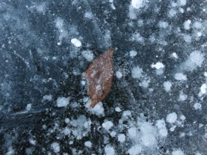 frozen leaf and bubbles in ice on a pond