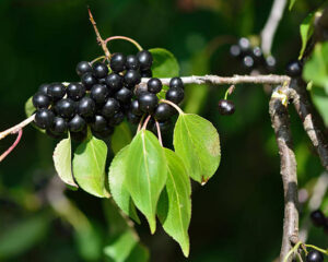 photo of common buckthorn berries and leaves close up