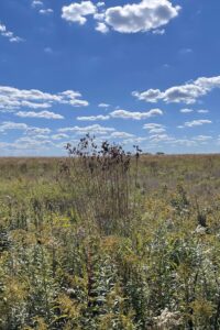 photo of bulrush cluster