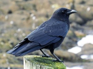 picture of crow on ground