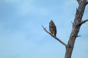 photo of Great Horned Owl perched on bare branch