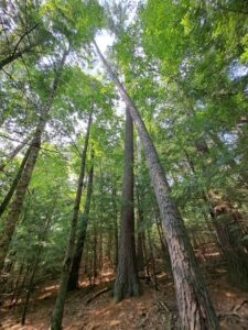 photo of old growth forest