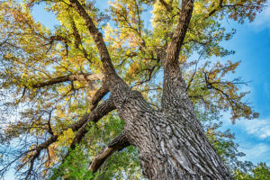 photo of cottonwood tree with leaves at top