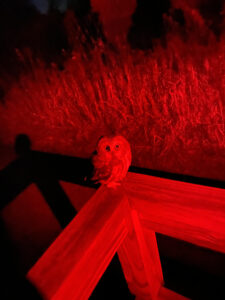 photo of saw-whet owl after being released at night
