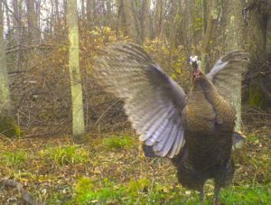 photo of turkey flapping its wings caught on trail camera