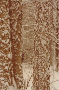 photo of yellow birch trees with snow on the bark
